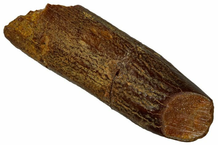 Fossil Sauropod Dinosaur (Titanosaur) Tooth - Morocco #298510